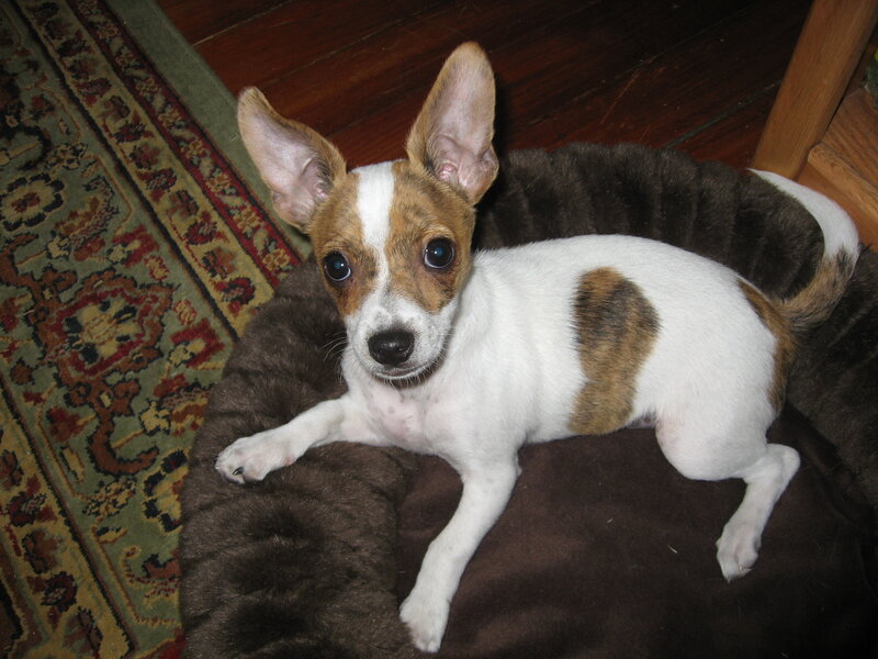 puppy on a dog bed
