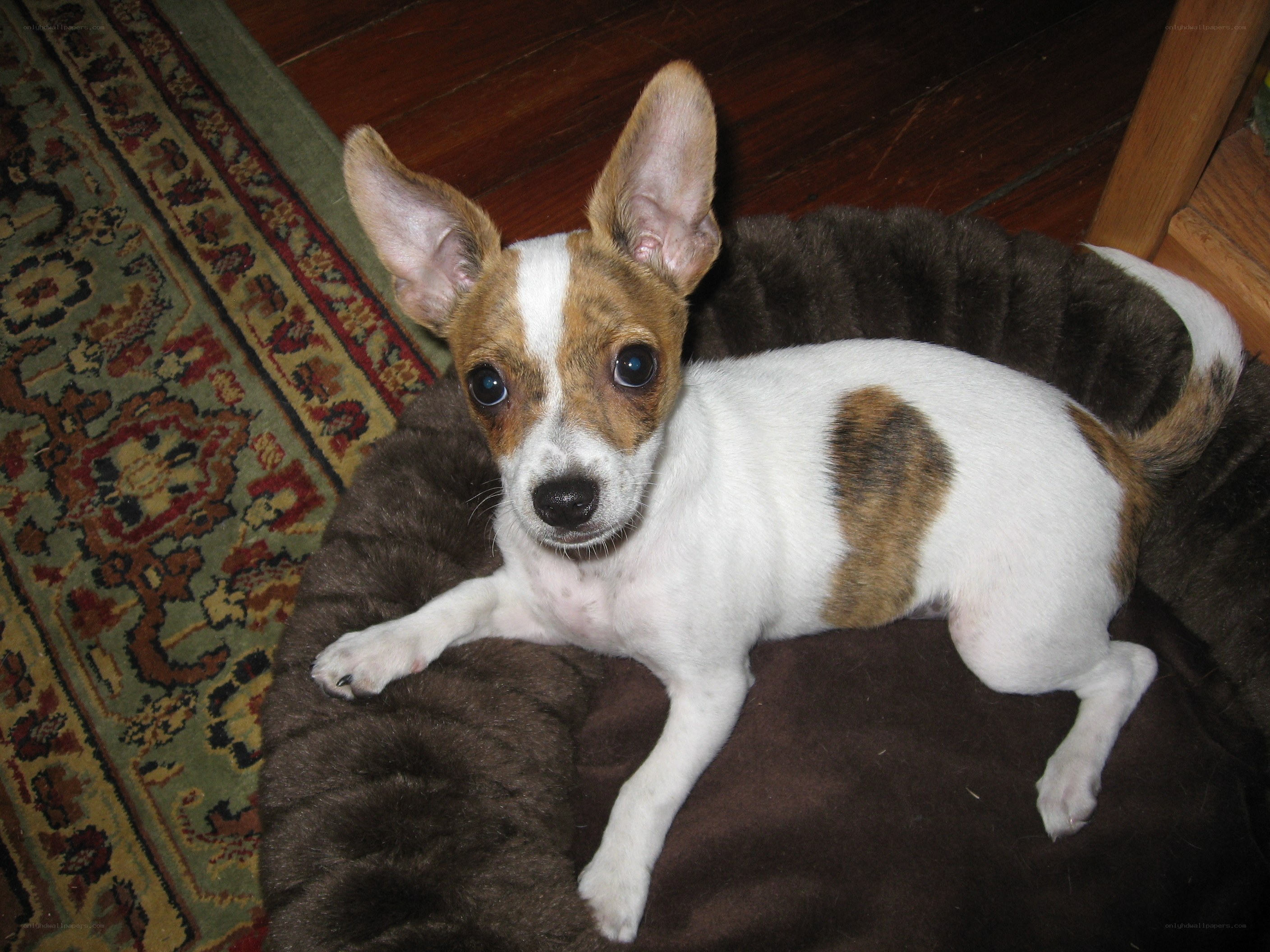 puppy on a dog bed