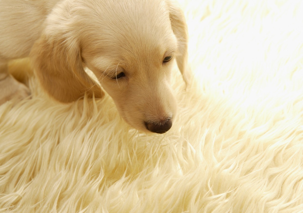 puppy on a fluffy blanket