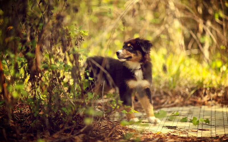 puppy on a forest path