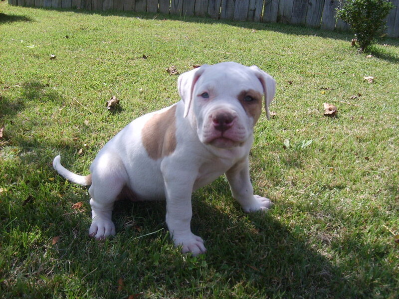puppy on a grassy lawn