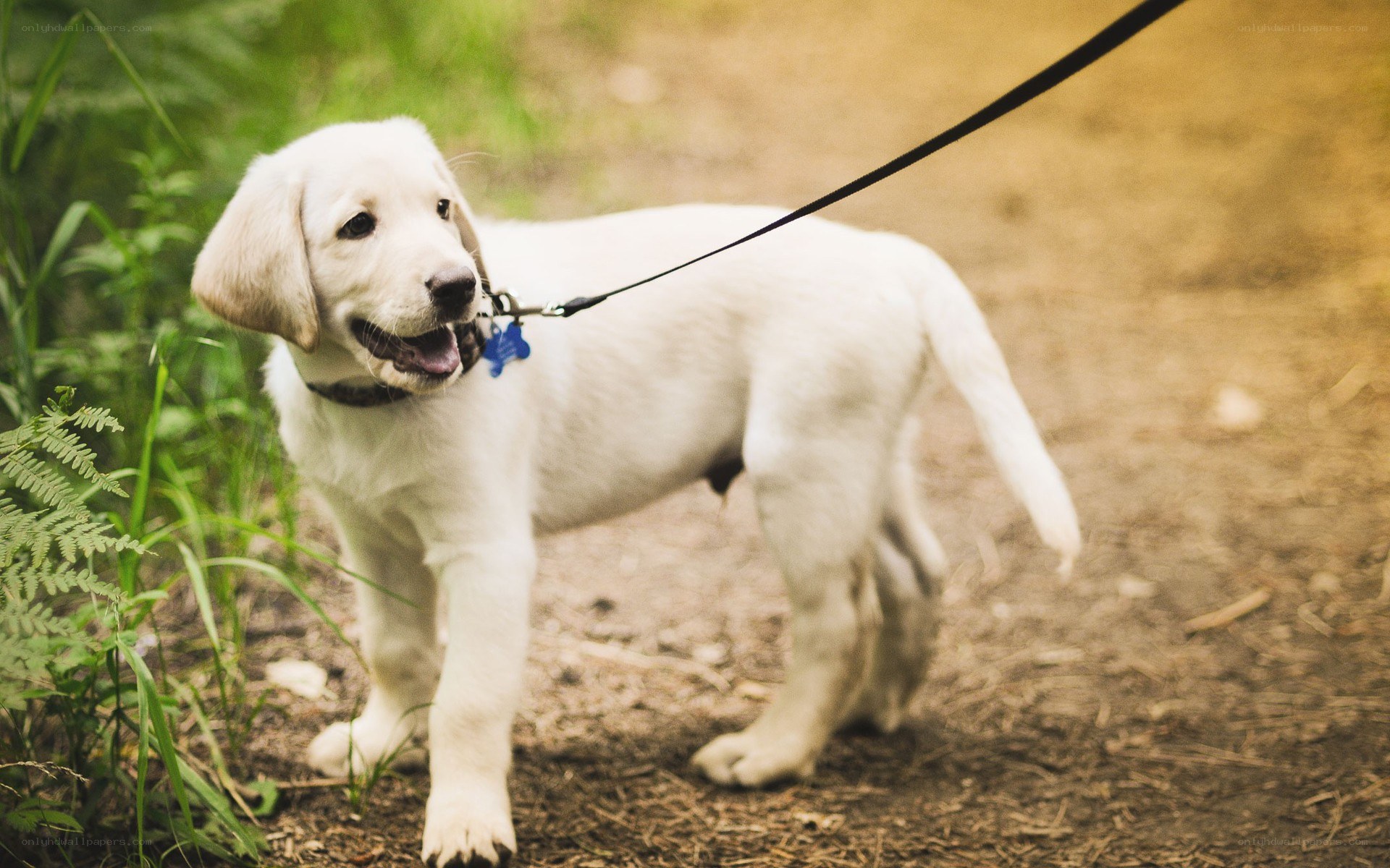 puppy on a leash