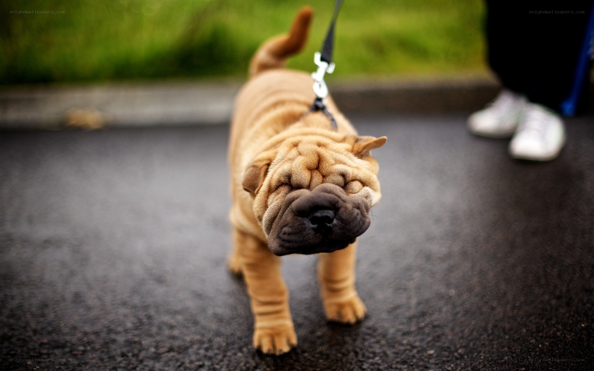 Puppy on a leash