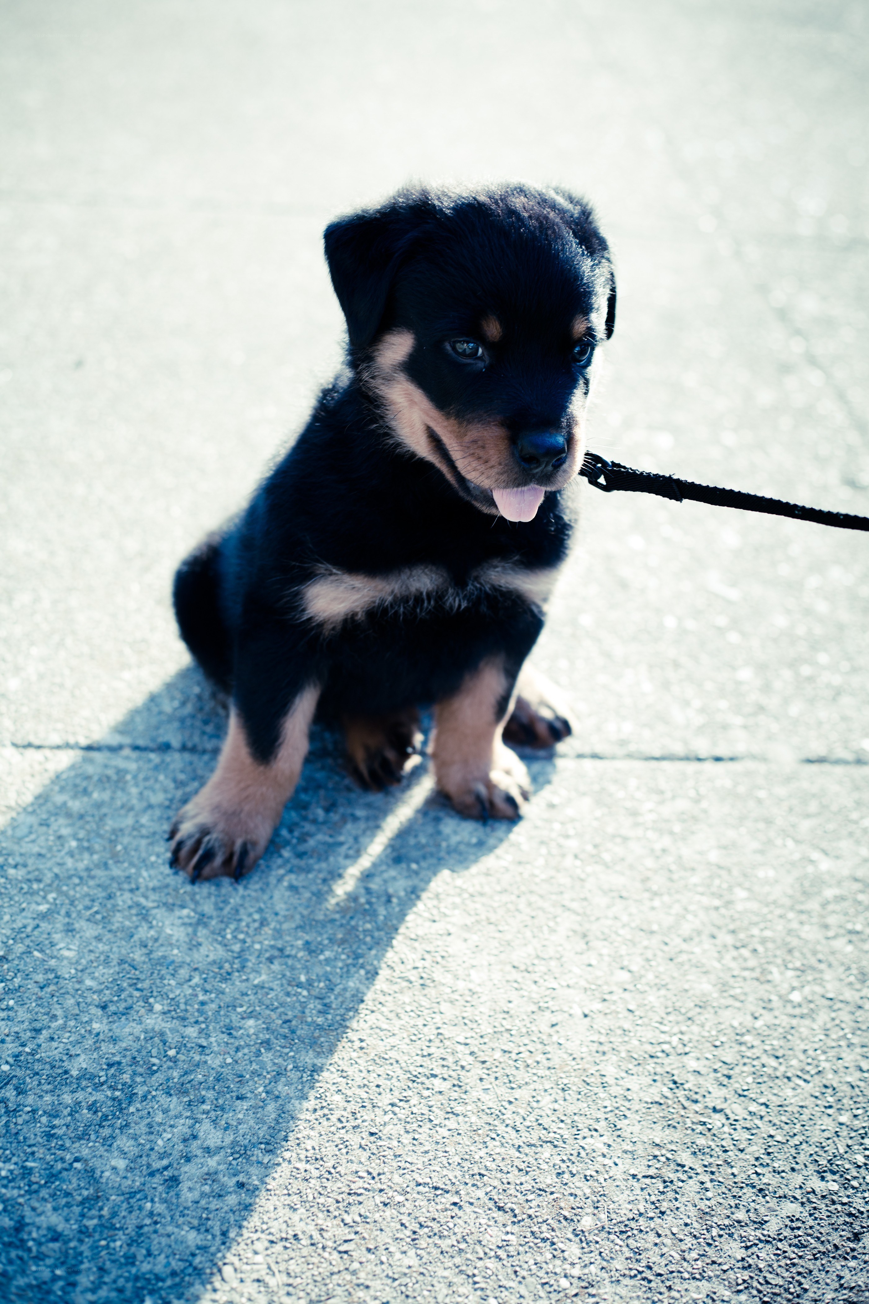 puppy on a leash