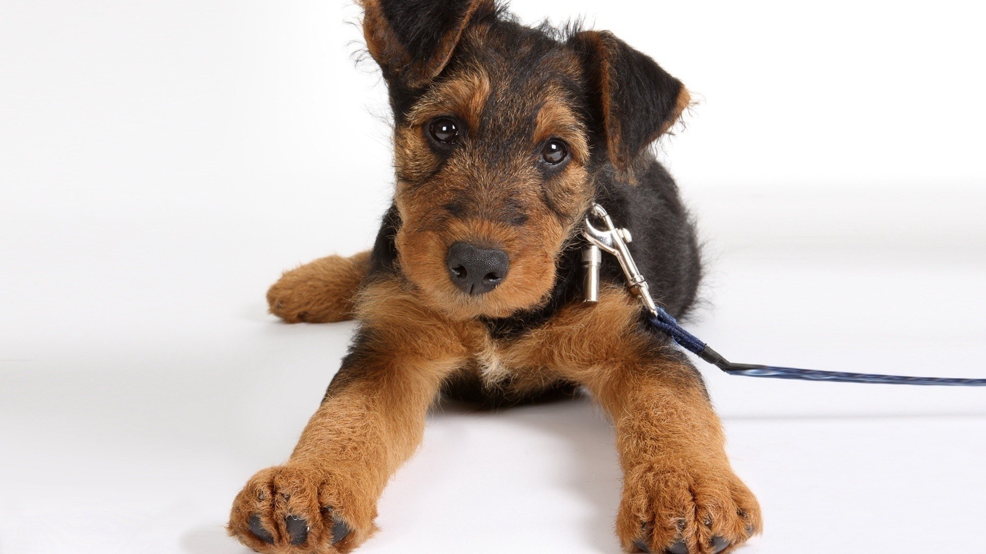 puppy on a leash