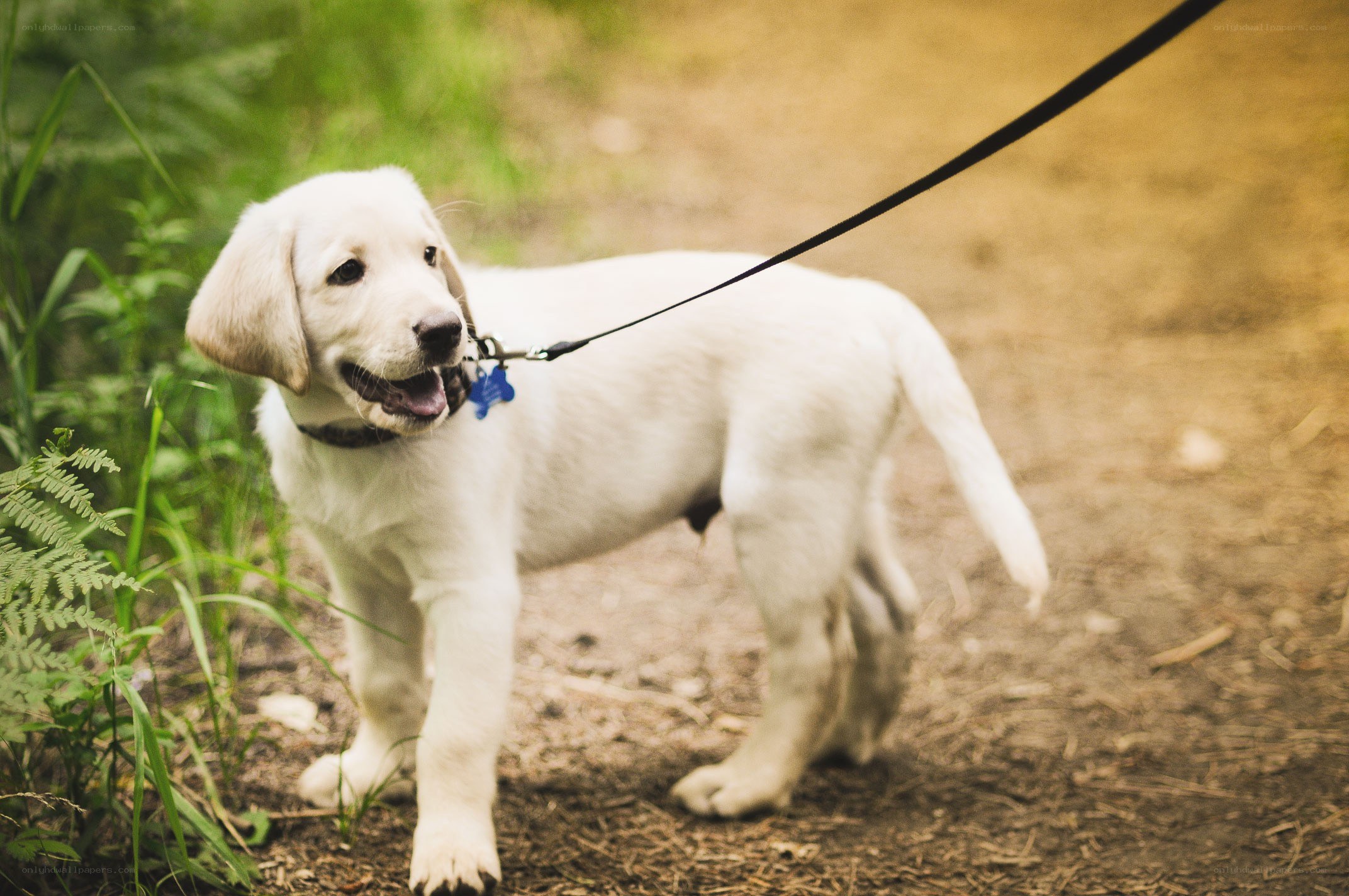 puppy on a leash
