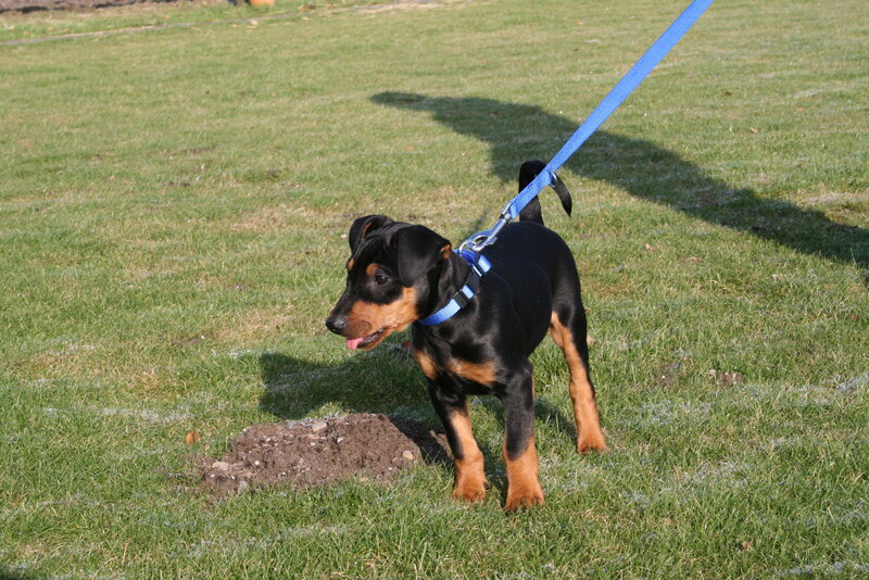 puppy on a leash in grass