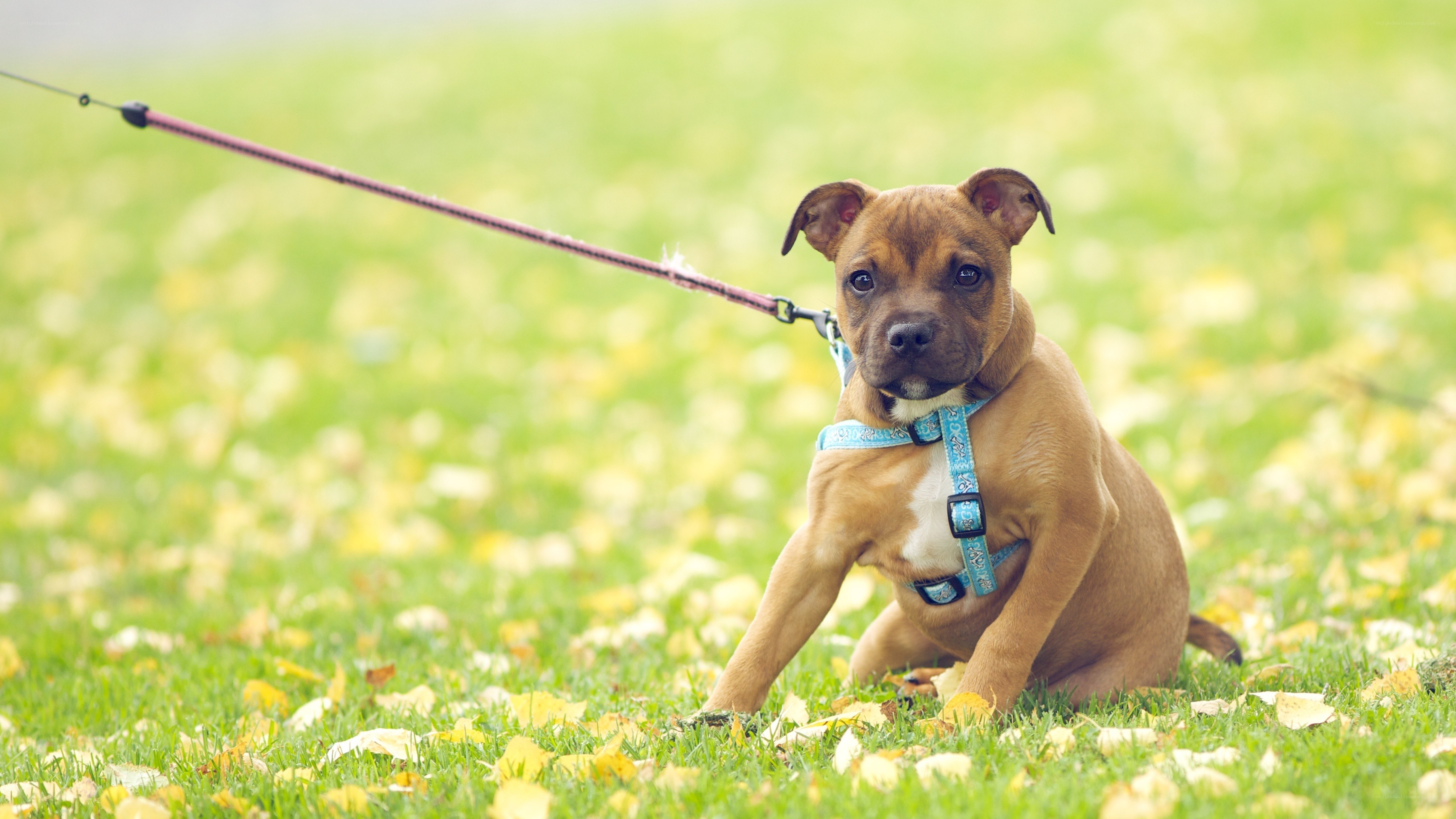puppy on a leash in grass