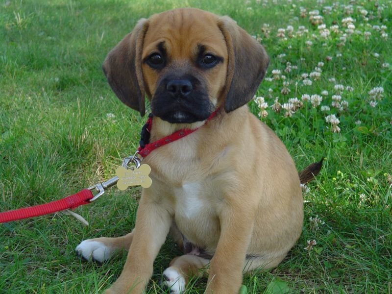puppy on a leash in grass