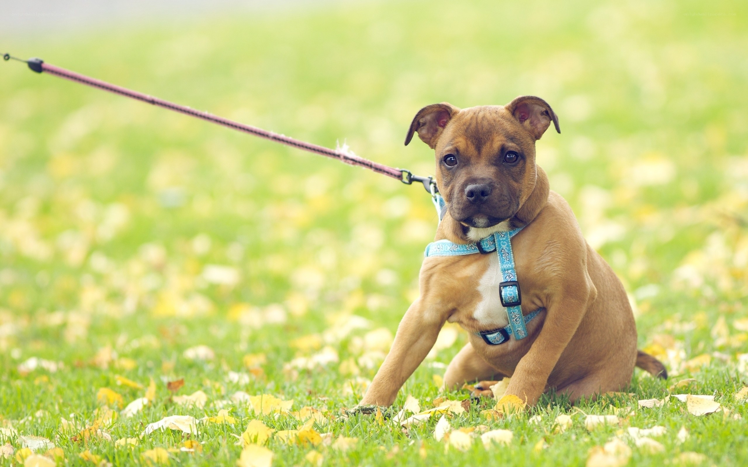 puppy on a leash in grass