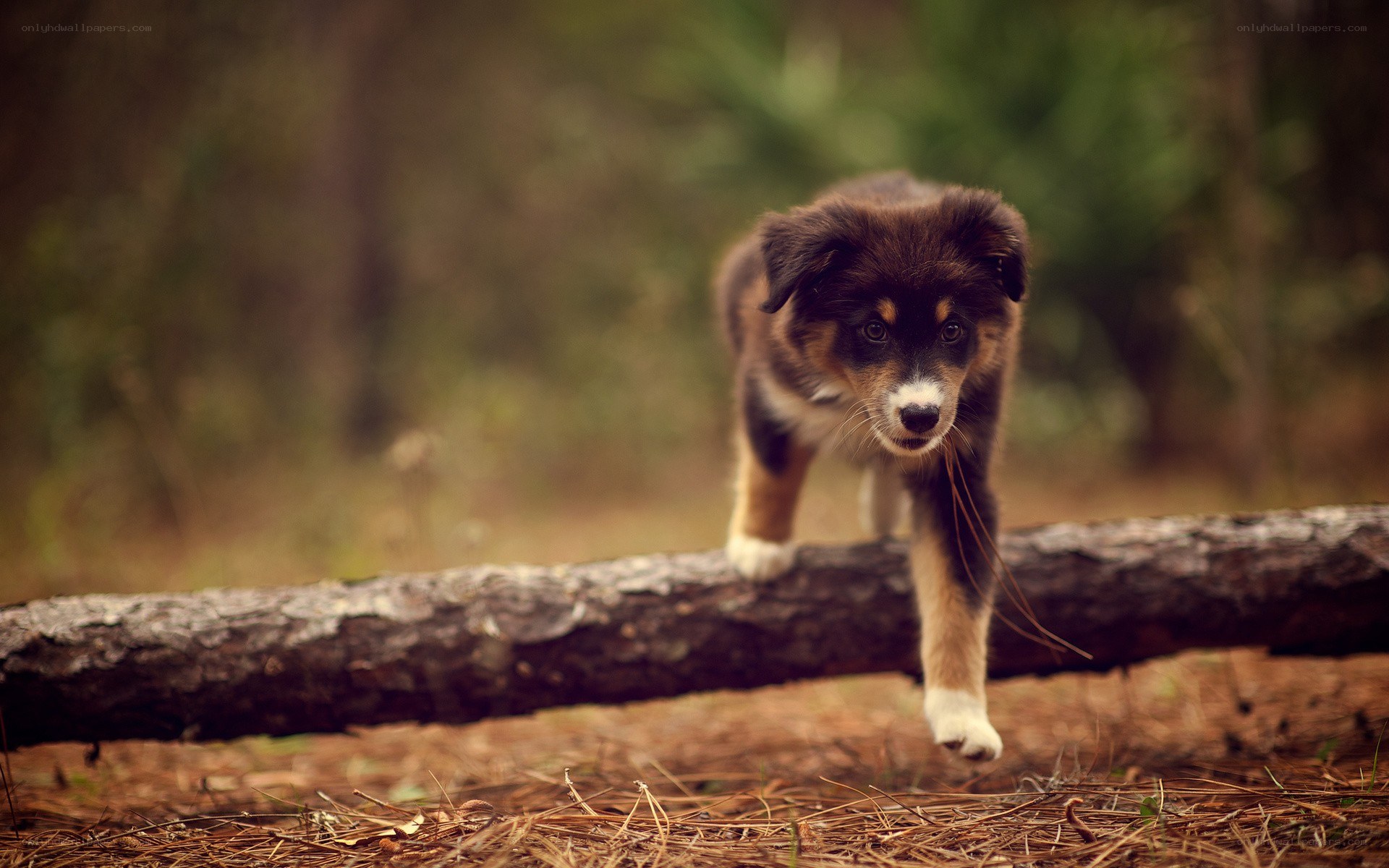 puppy on a log in forest