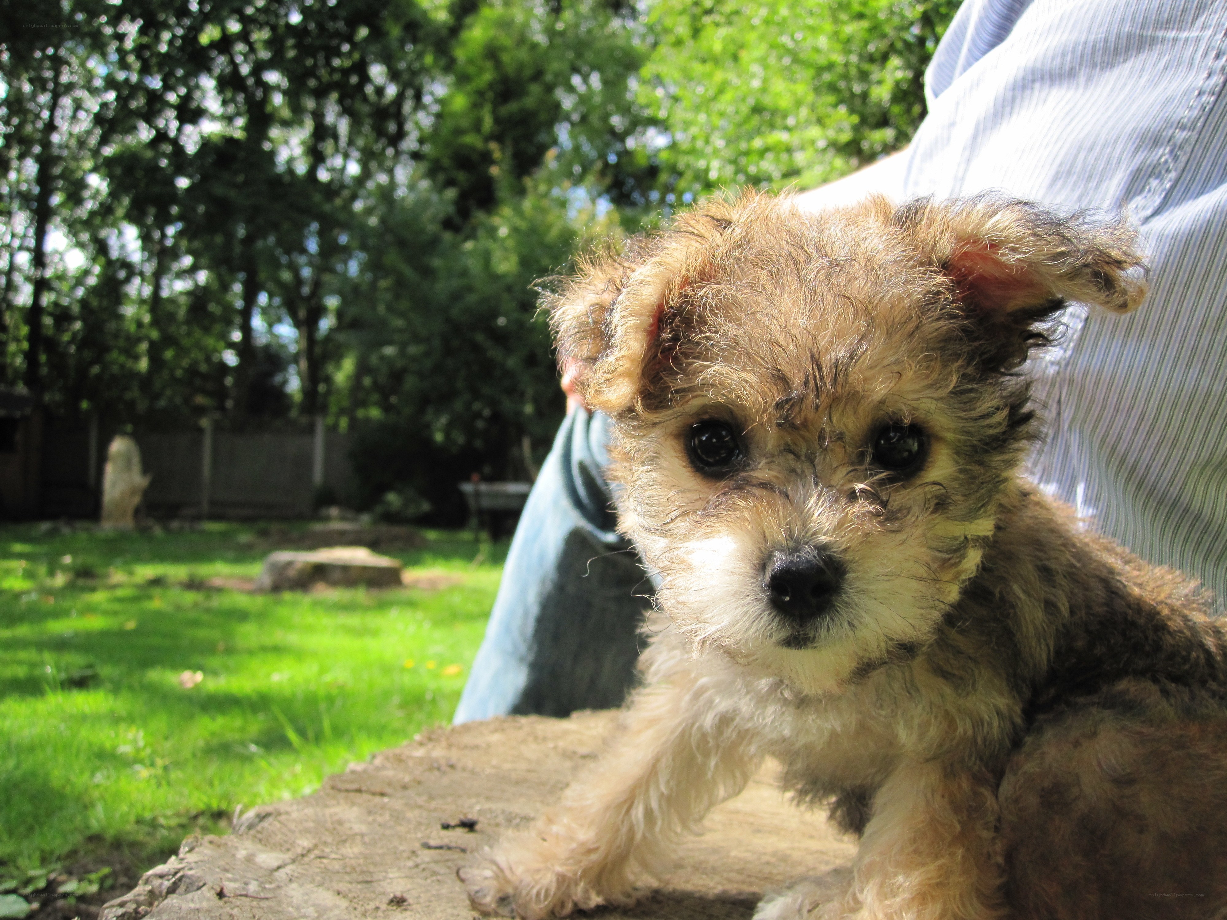 puppy on a log in garden