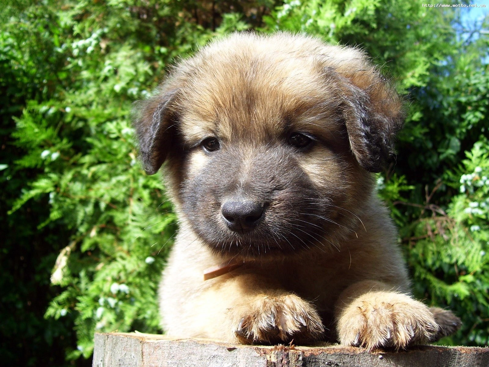 puppy on a log
