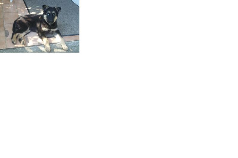 puppy on a mat