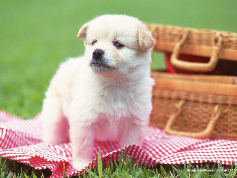 Puppy on a picnic blanket