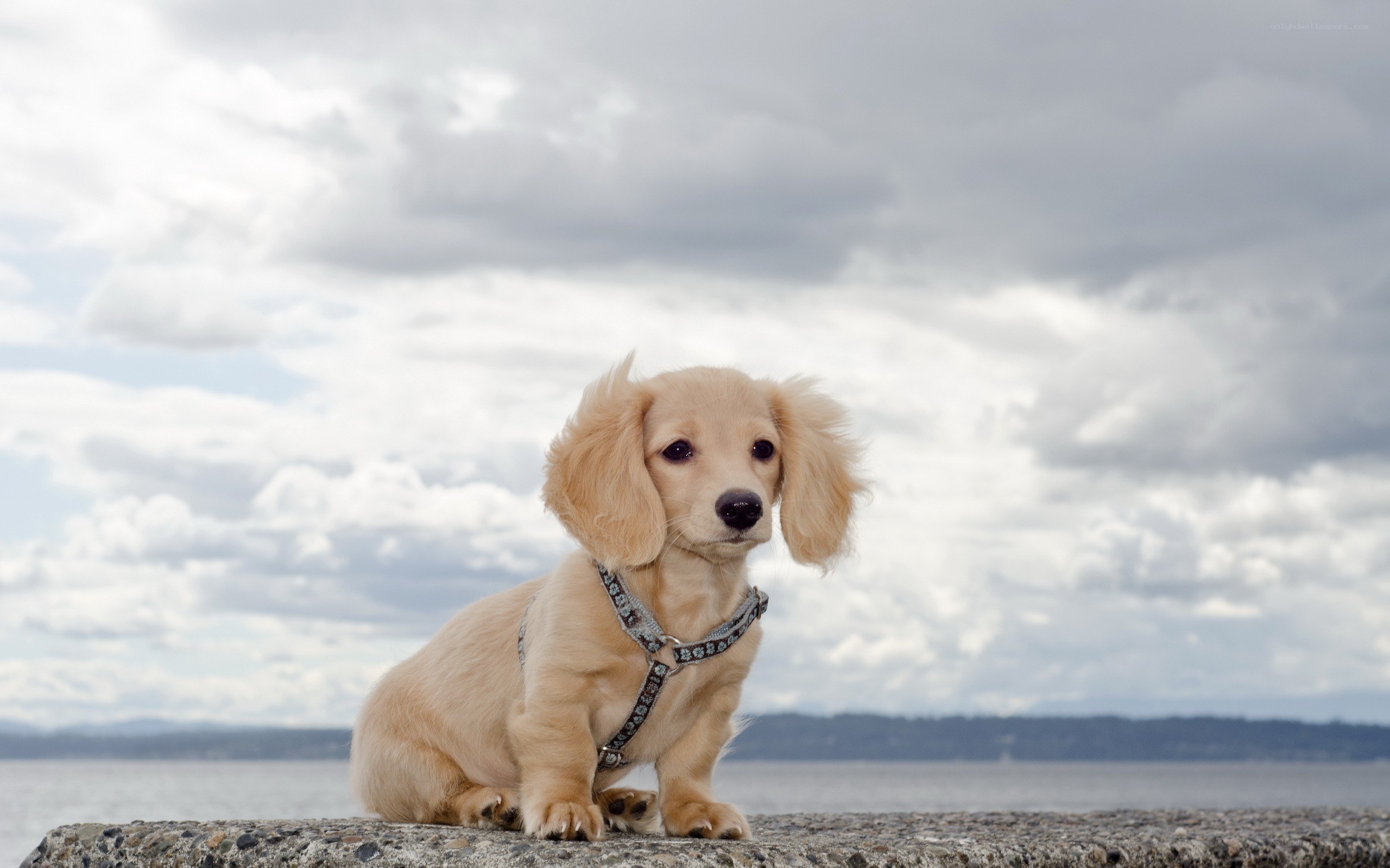 Puppy on a pier