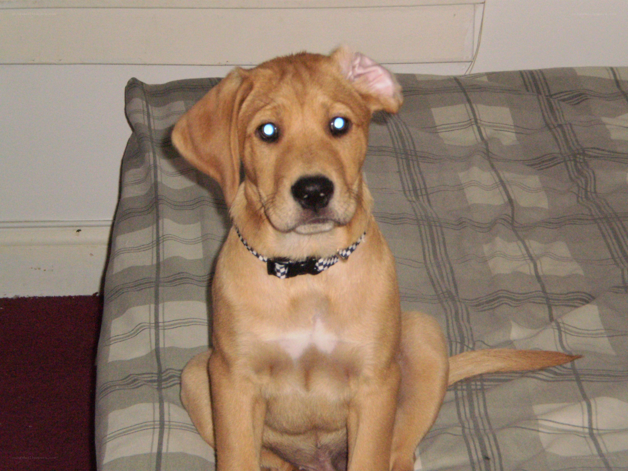 puppy on a pillow