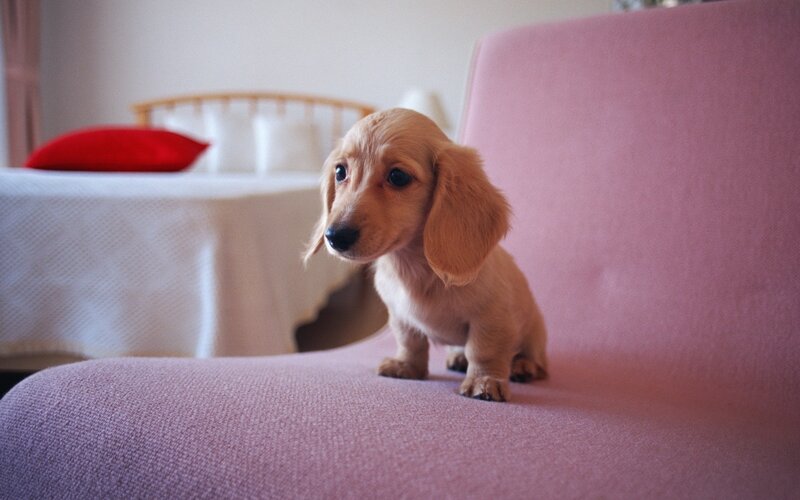 puppy on a pink chair