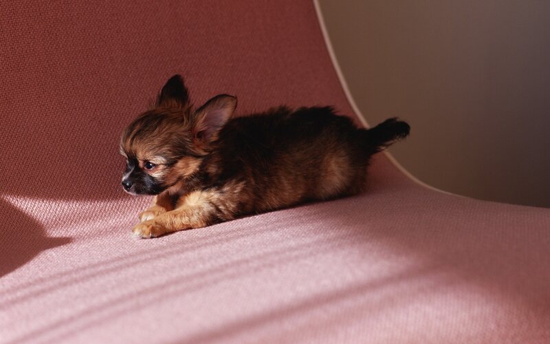 Puppy on a pink chair