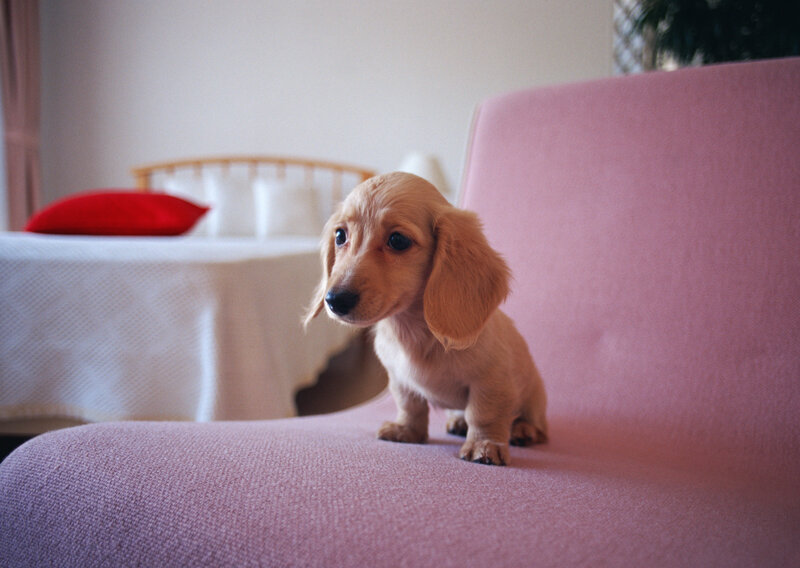 puppy on a pink chair
