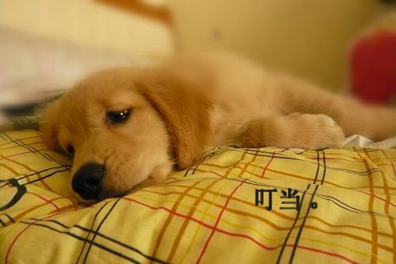 puppy on a plaid blanket