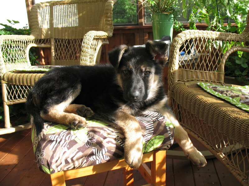 Puppy on a porch chair