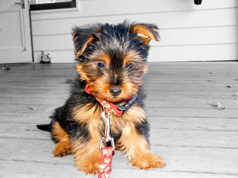 puppy on a porch