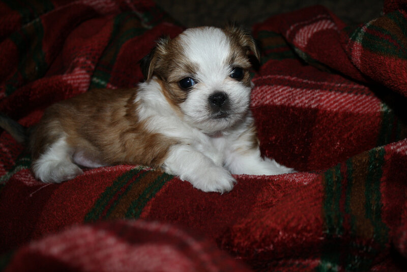 puppy on a red blanket