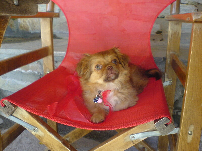 Puppy on a red chair