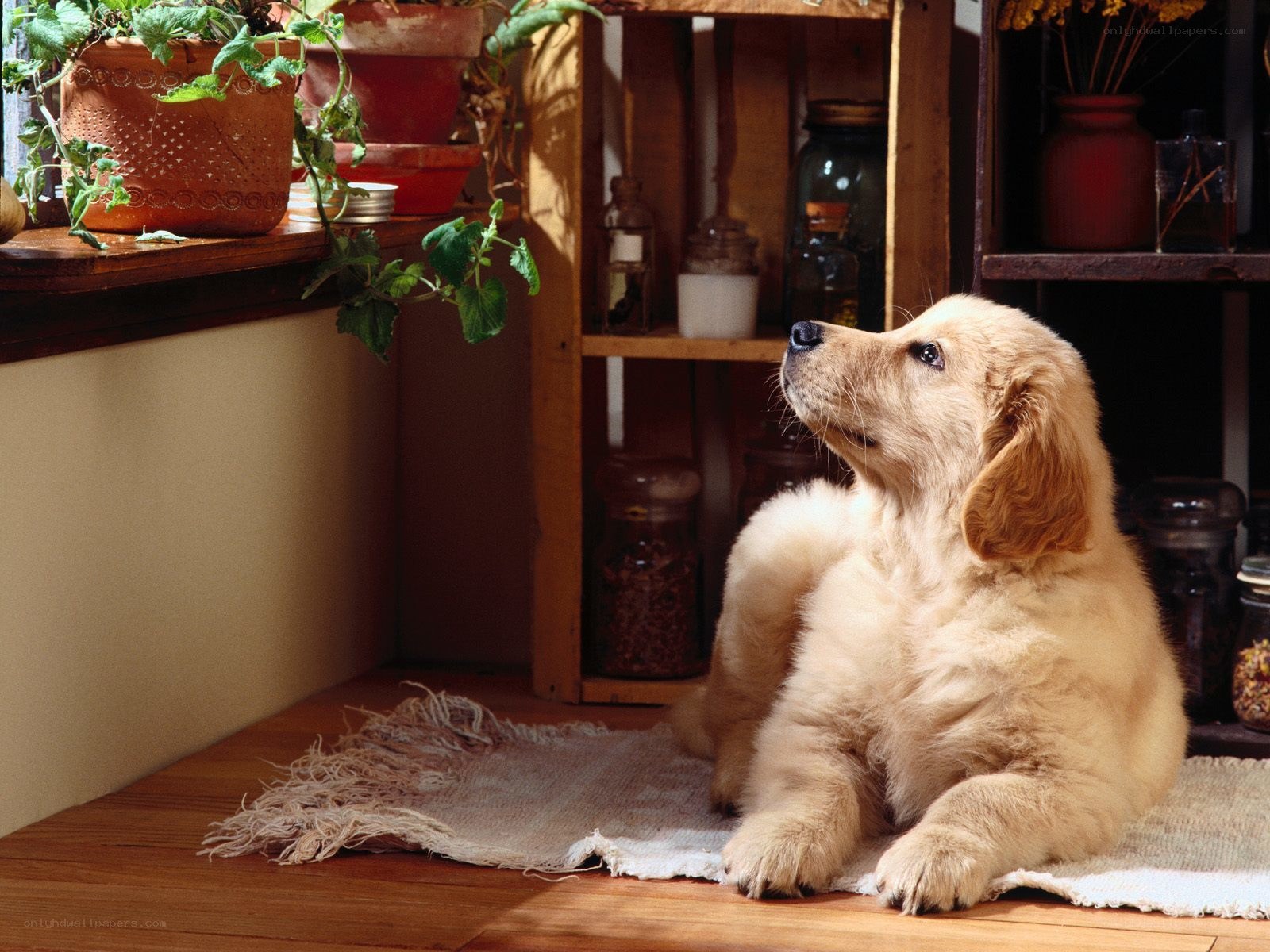 puppy on a rug by window