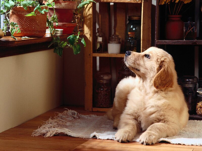 Puppy on a rug in a cozy room