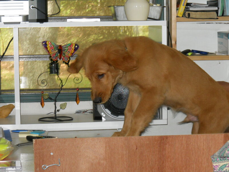 puppy on a shelf