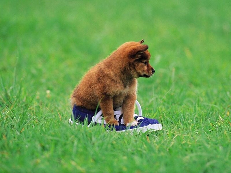 puppy on a shoe in grass