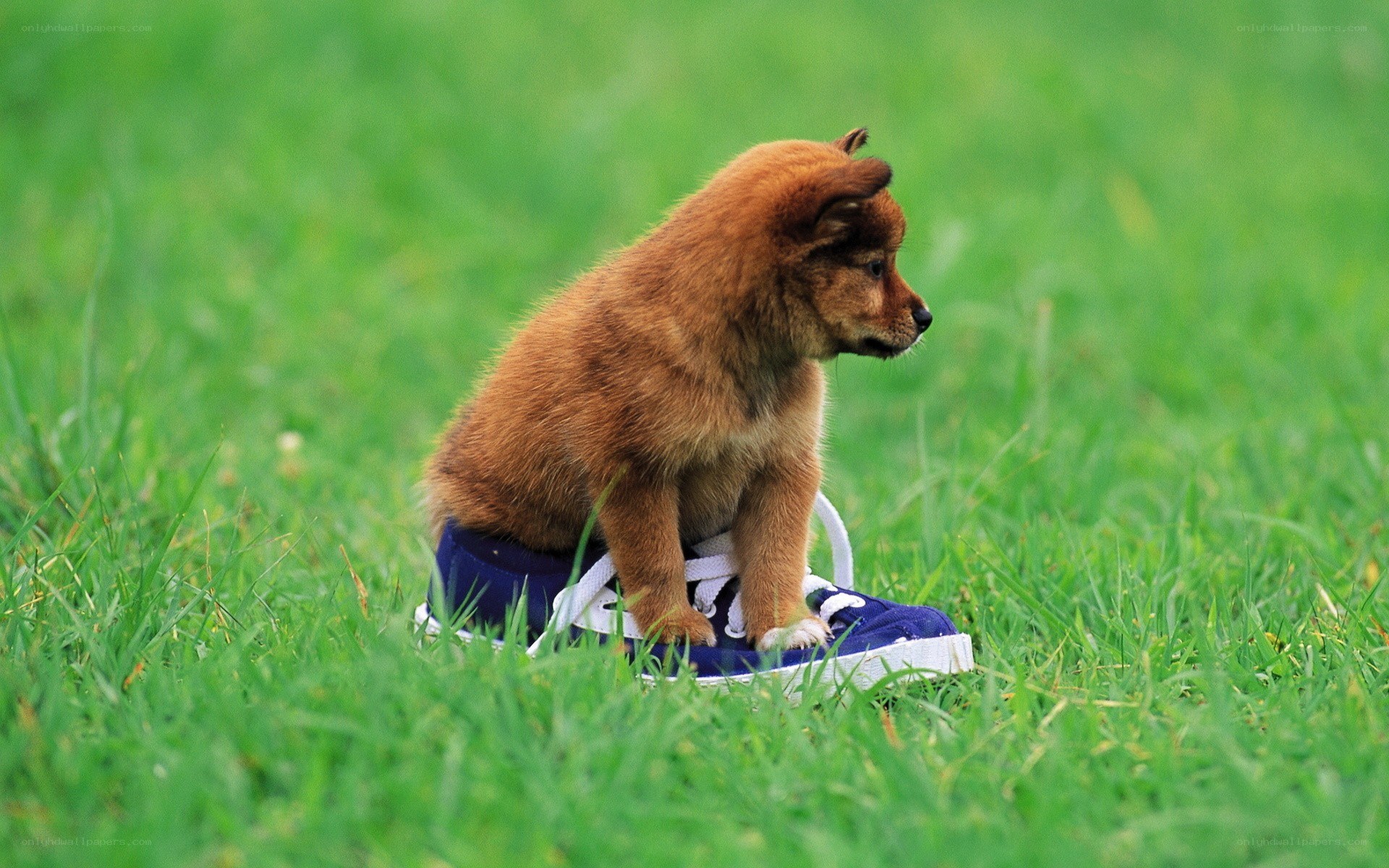 puppy on a shoe