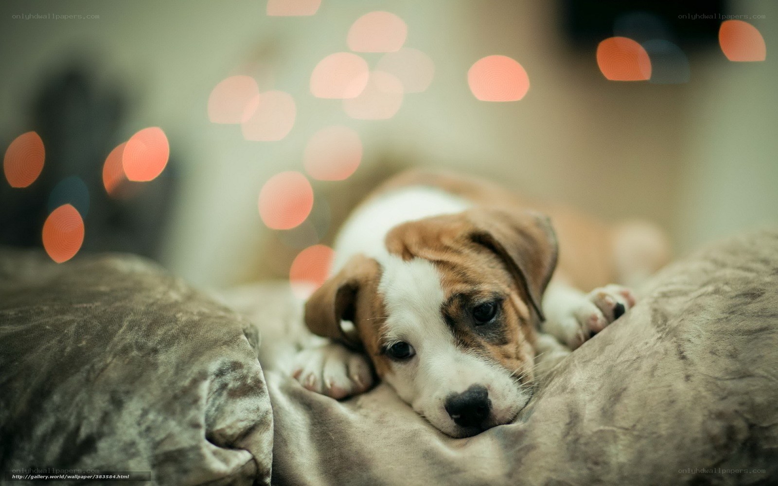 Puppy on a soft pillow