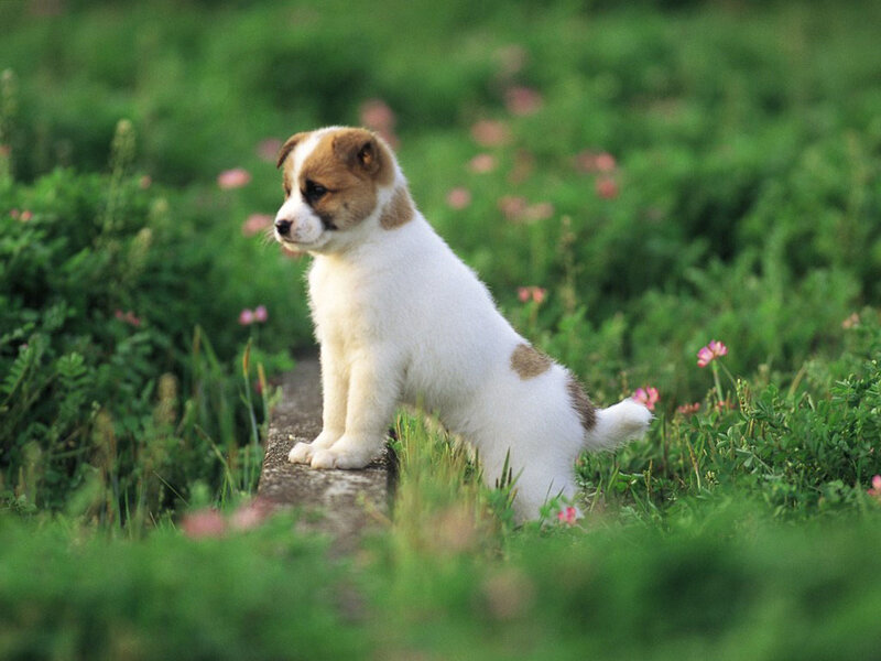 Puppy on a Stone
