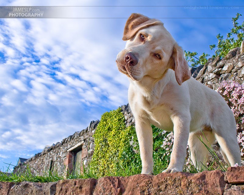 puppy on a stone wall
