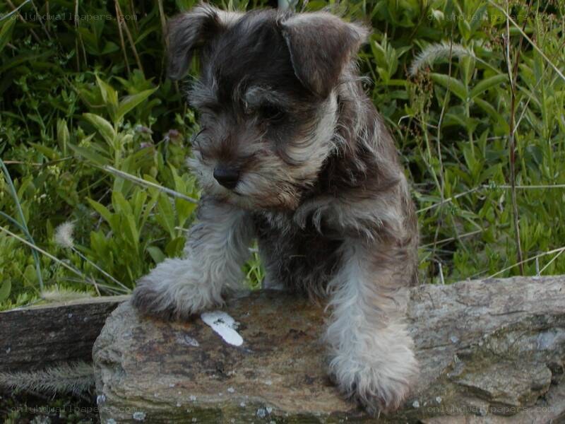 puppy on a stone wall