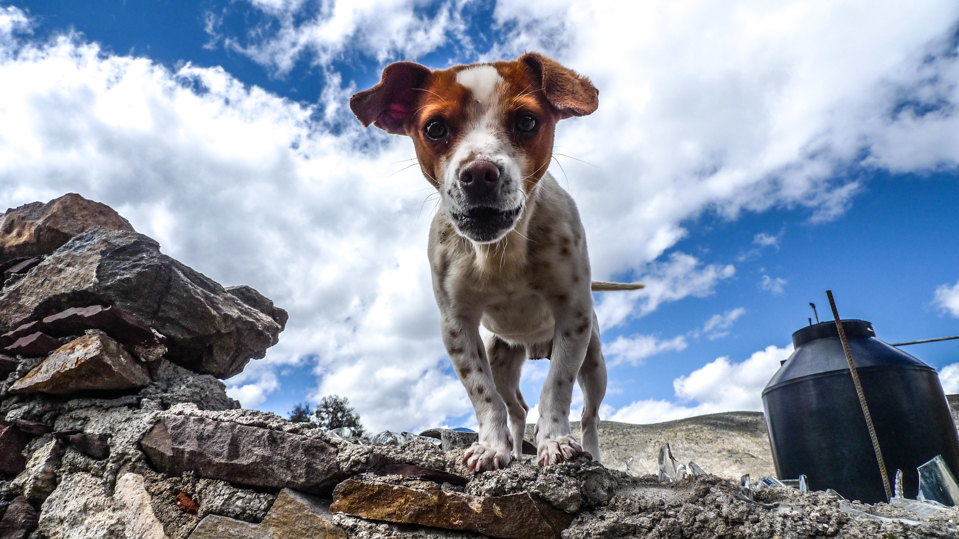 Puppy on a stone wall