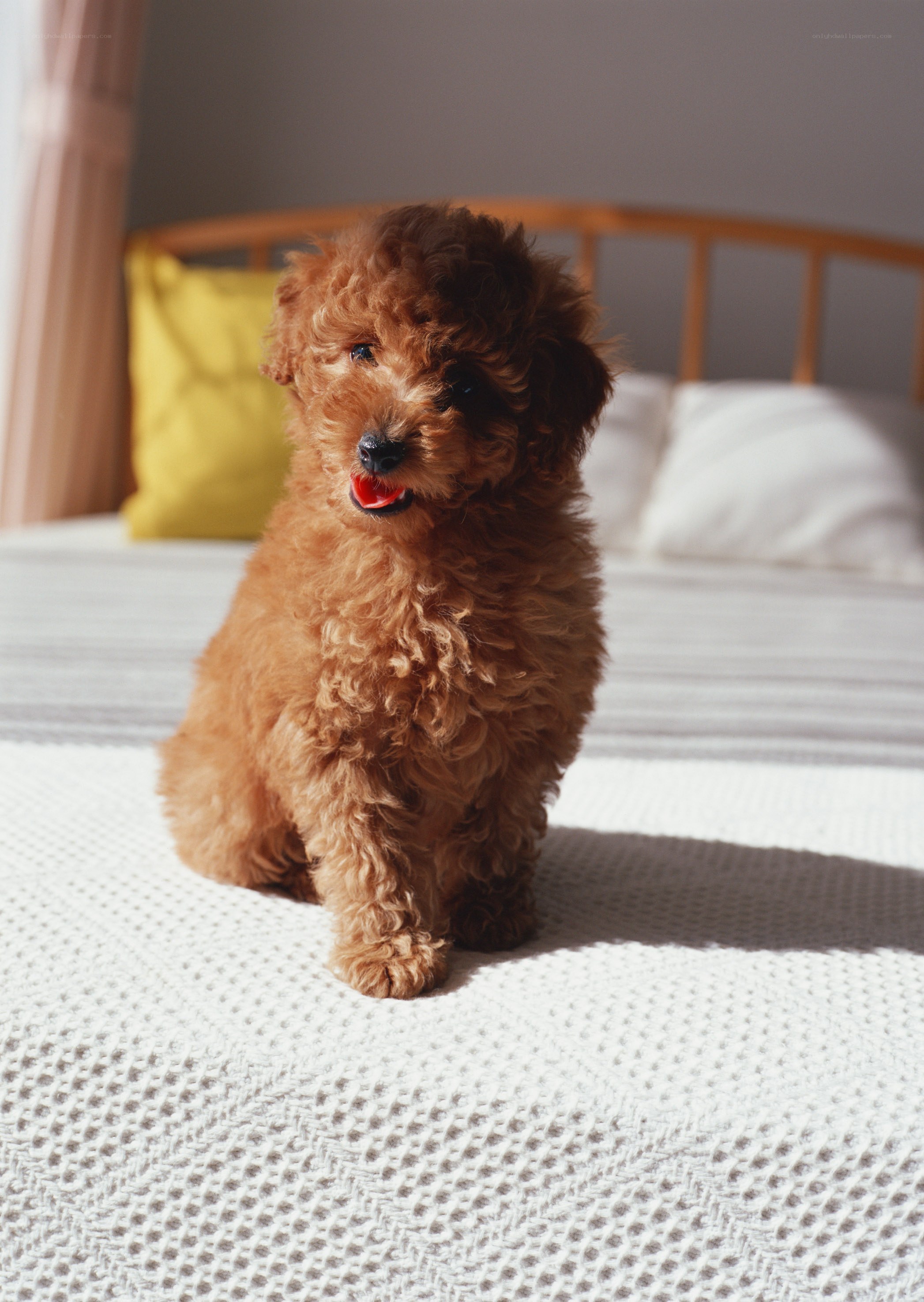 Puppy on a sunlit bed