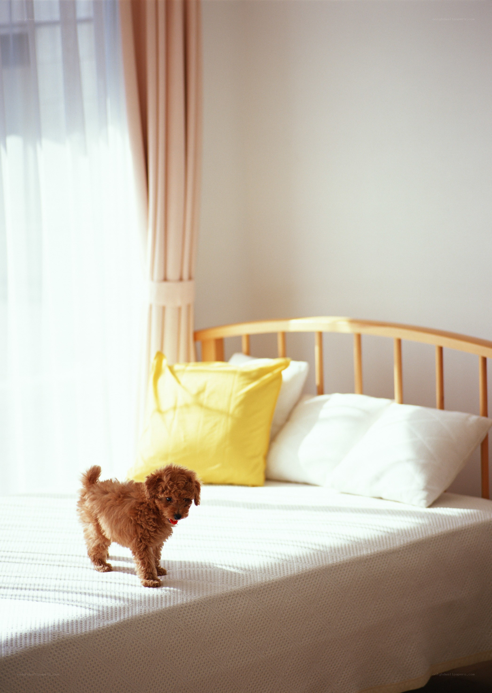 Puppy on a sunlit bed