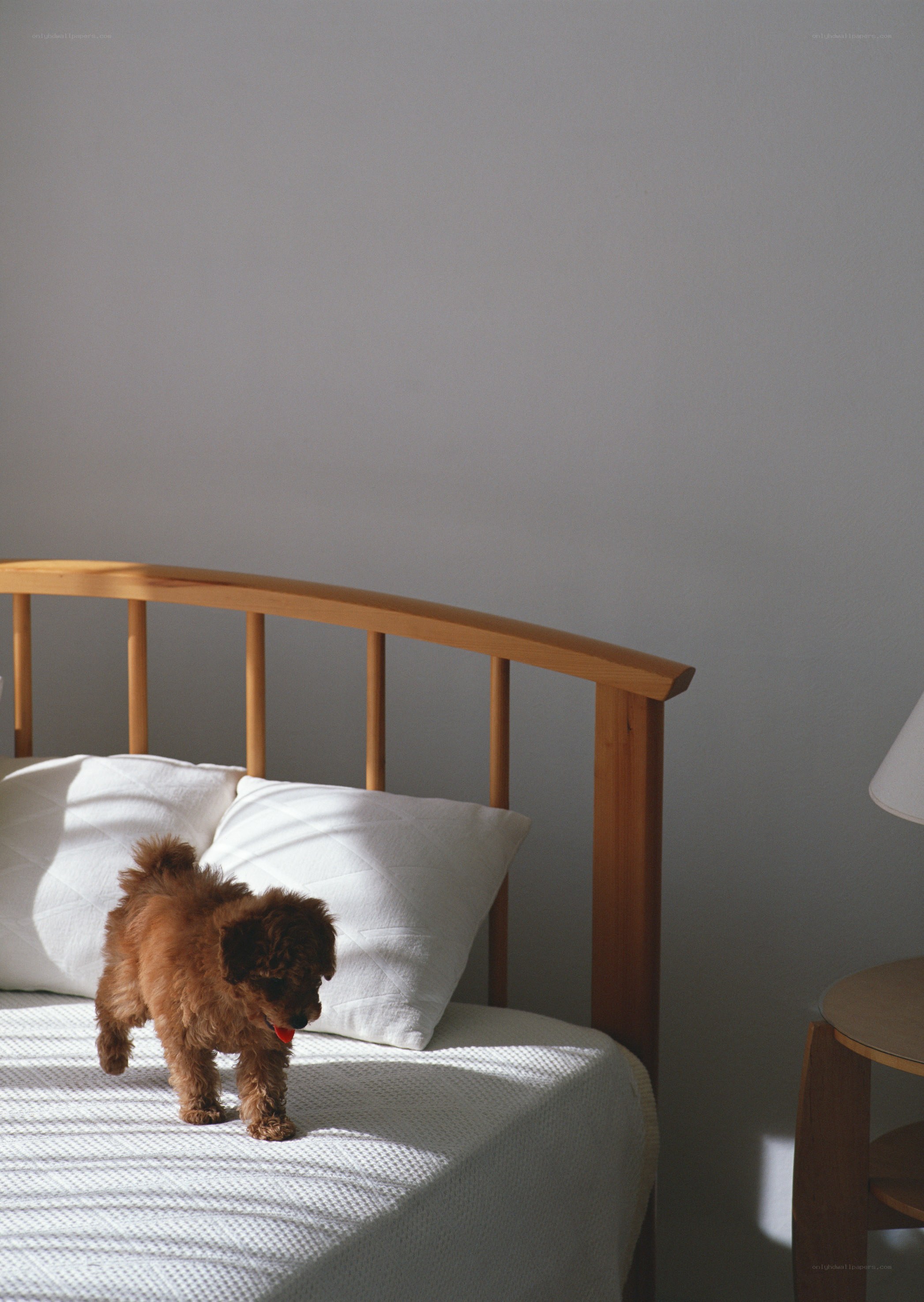 Puppy on a sunlit bed