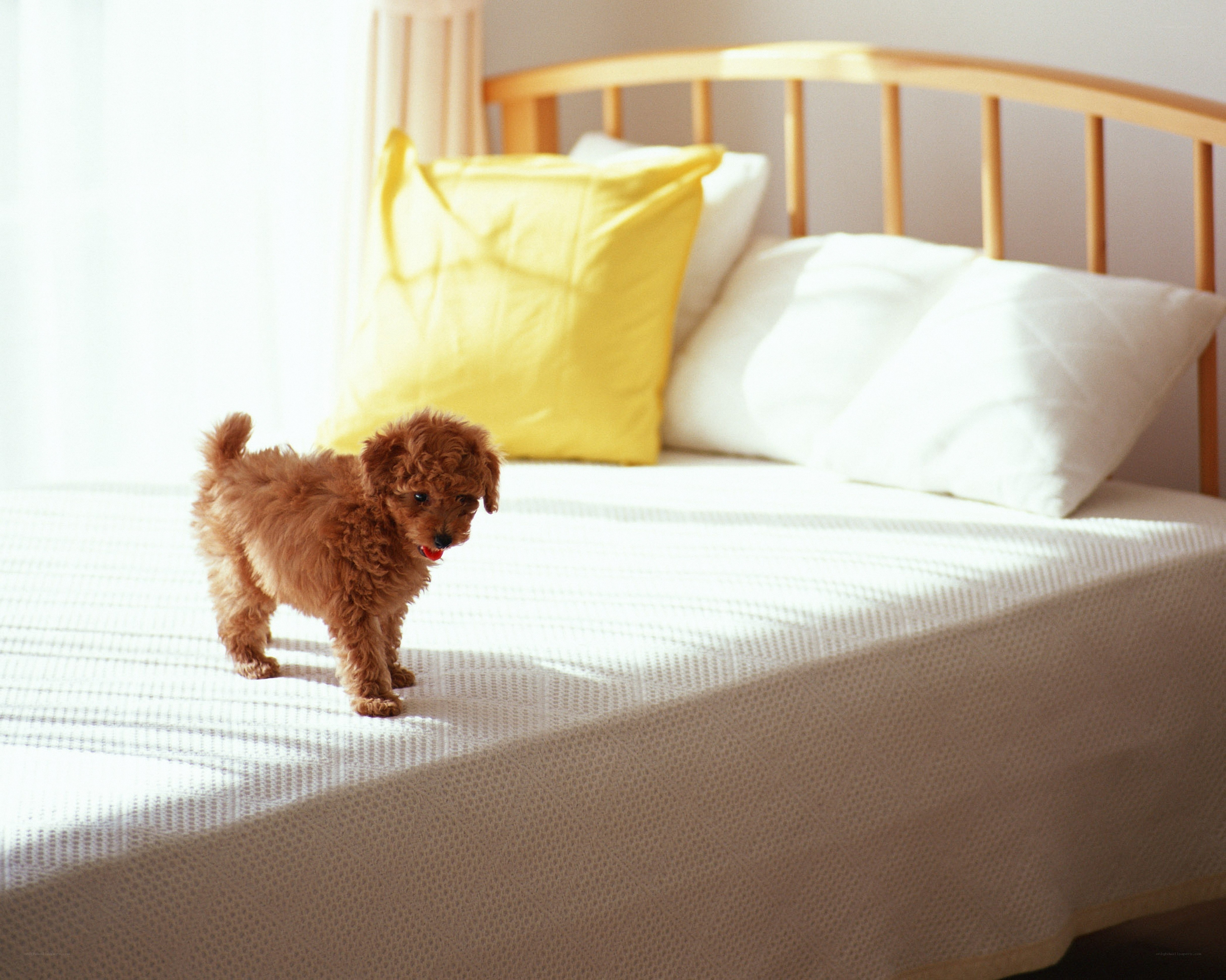 Puppy on a sunlit bed