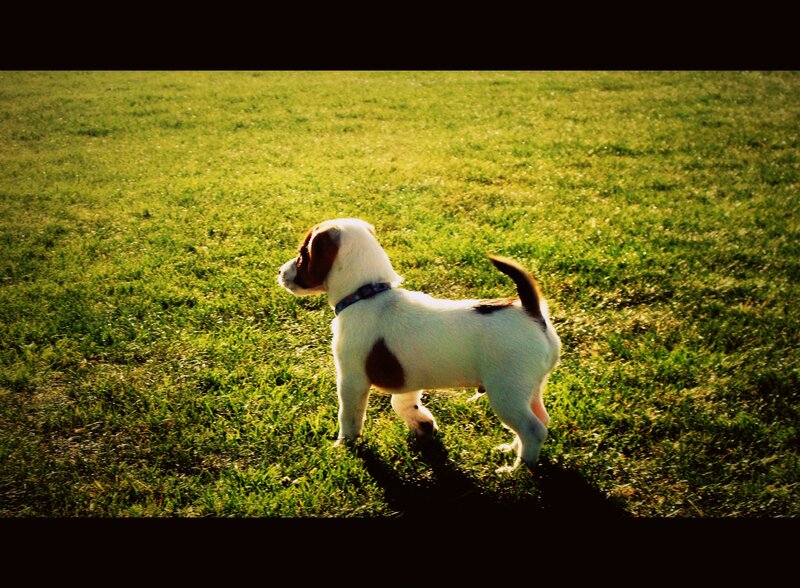 Puppy on a sunny field