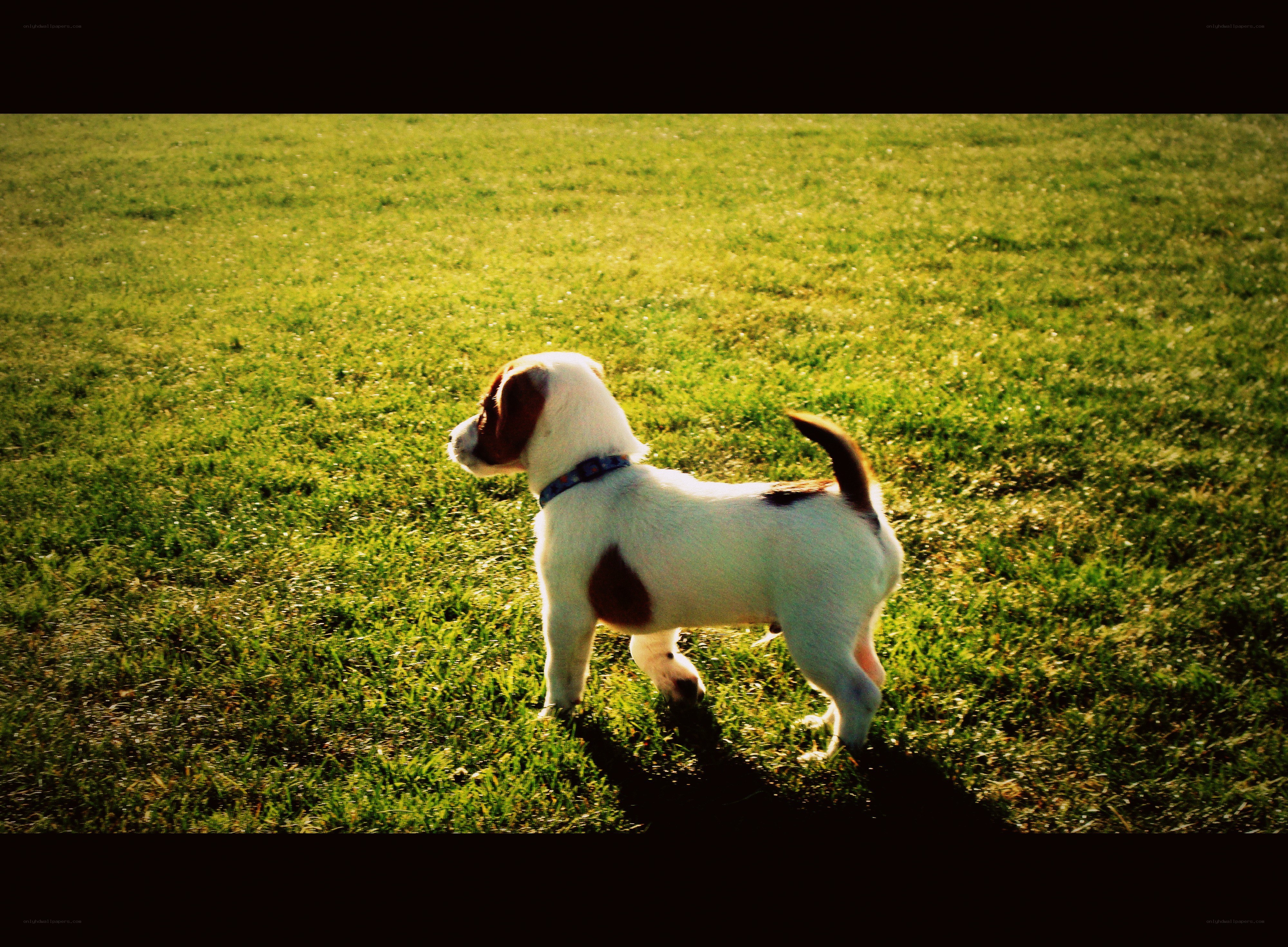 Puppy on a sunny field