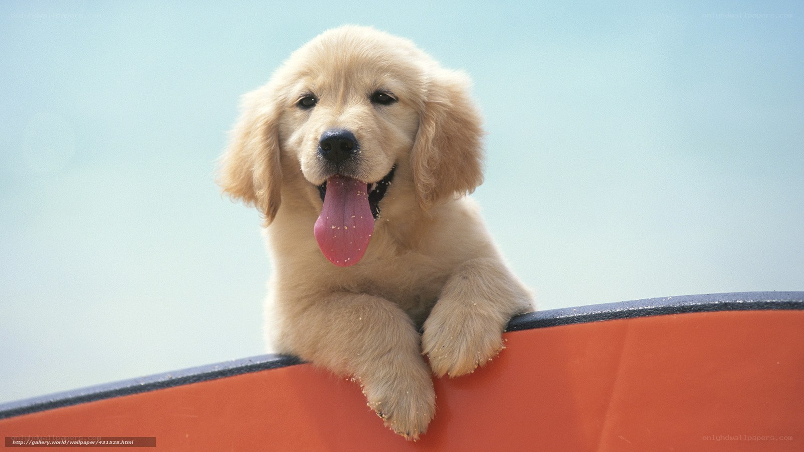 puppy on a surfboard
