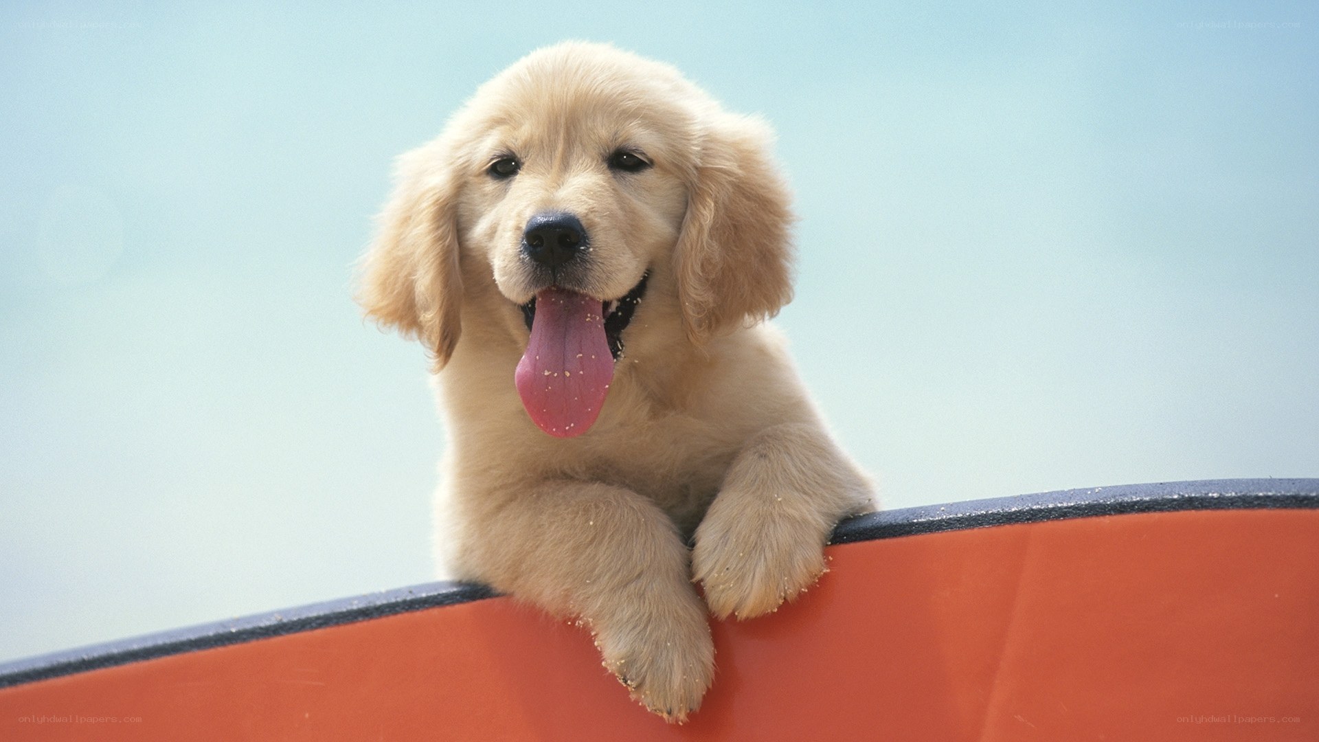 puppy on a surfboard