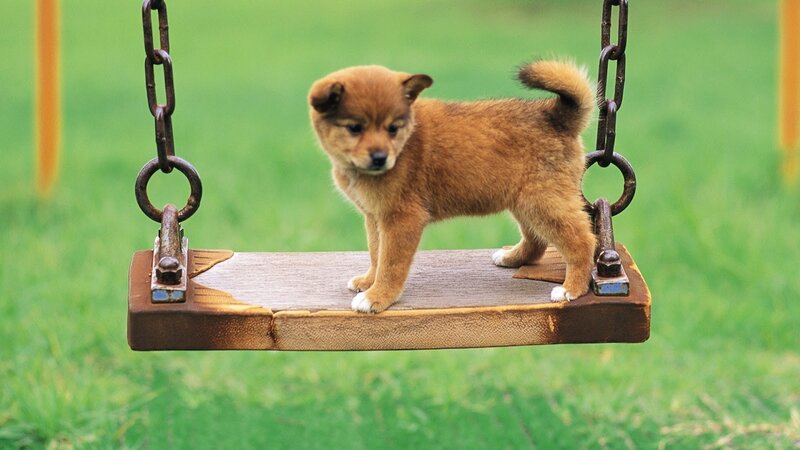 puppy on a swing