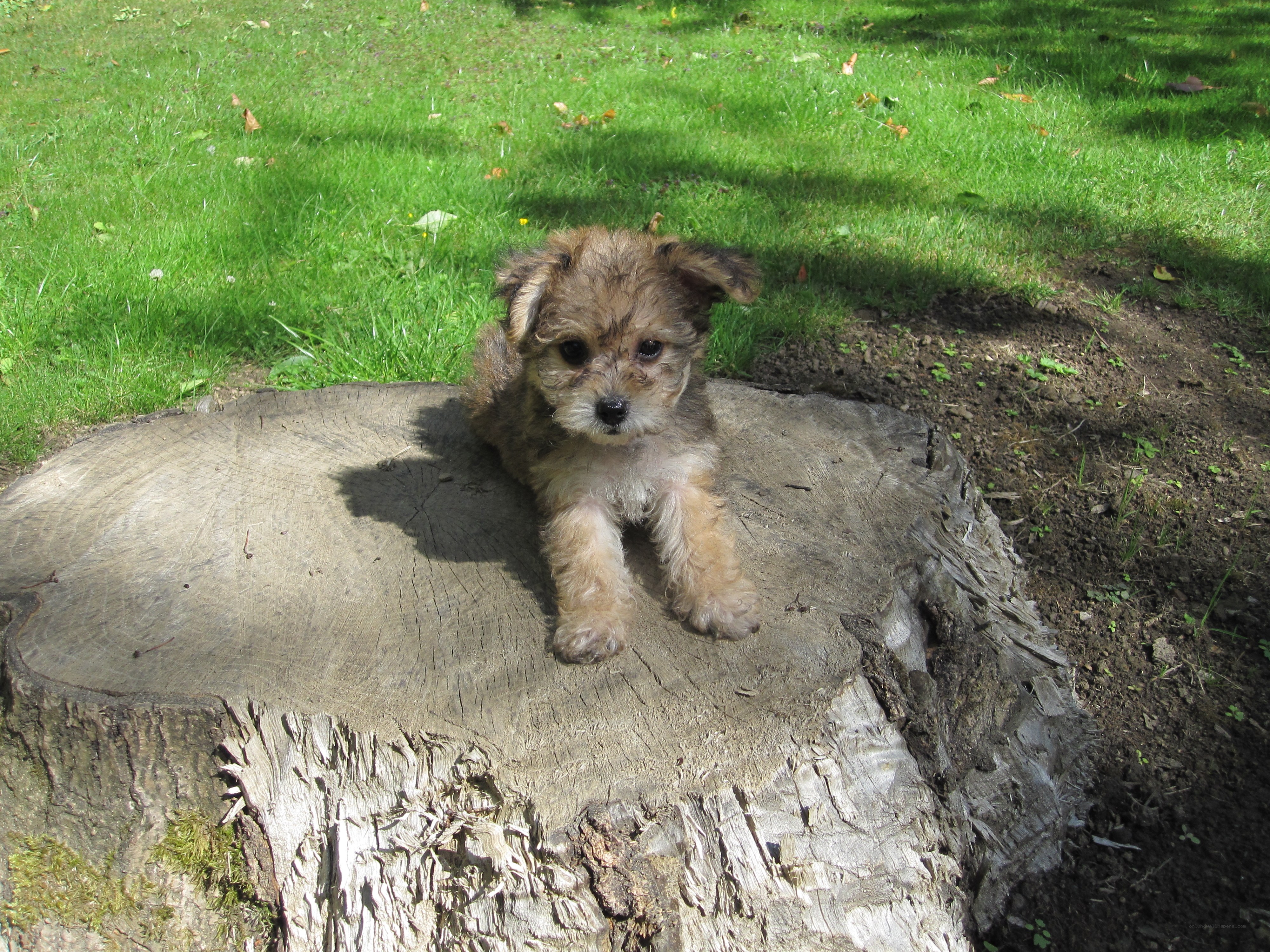 Puppy on a tree stump
