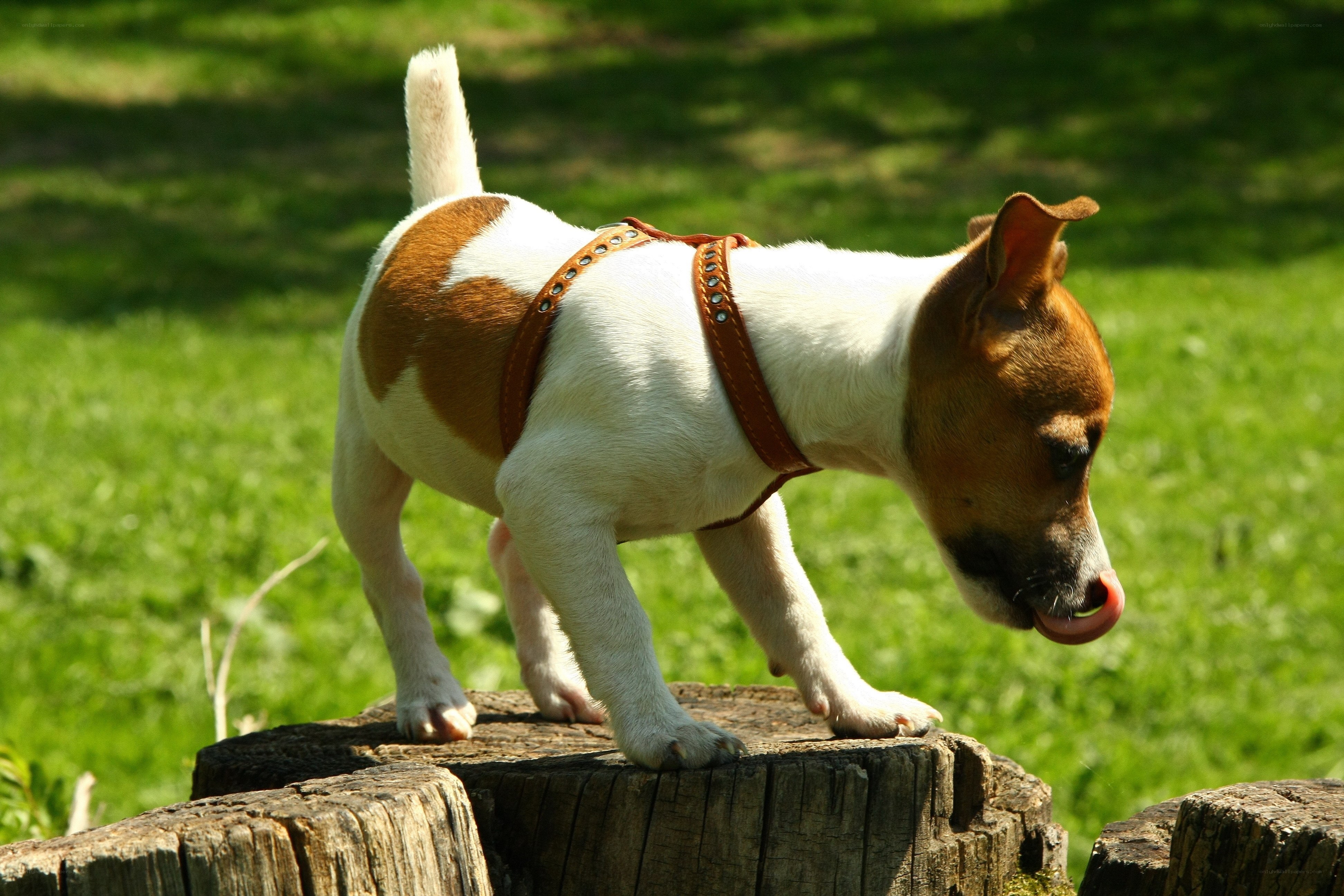Puppy on a tree stump